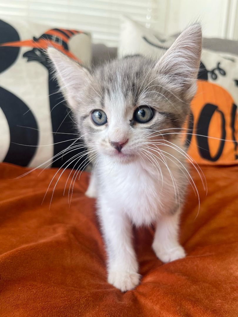 Enlarge Wyatt, a Adopted Domestic Short Hair in Riverside, CA image 4/6