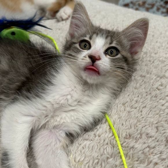 Enlarge Wyatt, a Adopted Domestic Short Hair in Riverside, CA image 5/6