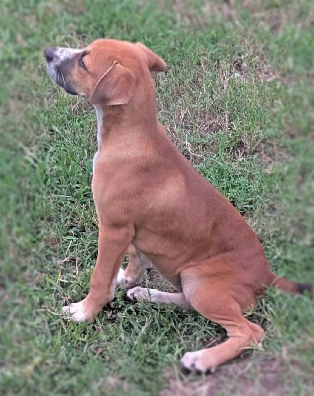 Enlarge Nellie, a Adoptable mixed breed in Ocean Springs, MS image 3/3
