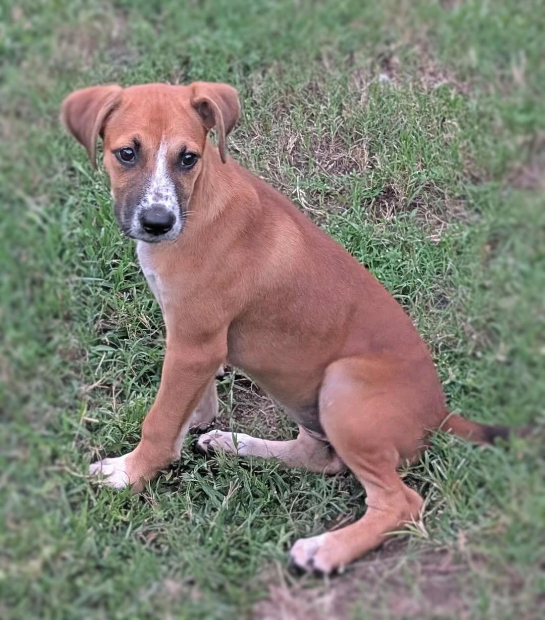 Enlarge Nellie, a Adoptable mixed breed in Ocean Springs, MS image 2/3