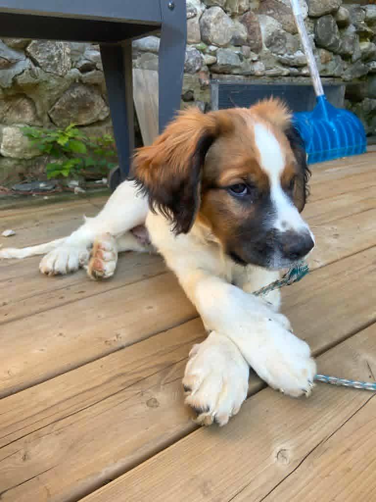 Tucker, an adopted mixed breed in Bancroft, ON image 5/5