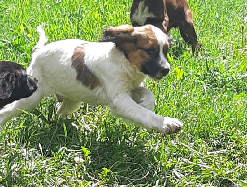 Tucker, an adopted mixed breed in Bancroft, ON image 4/5