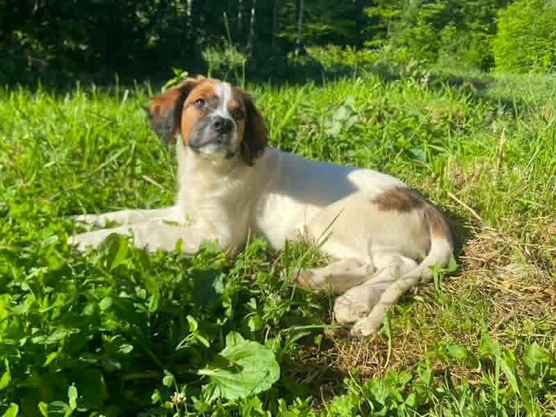 Tucker, an adopted mixed breed in Bancroft, ON image 3/5