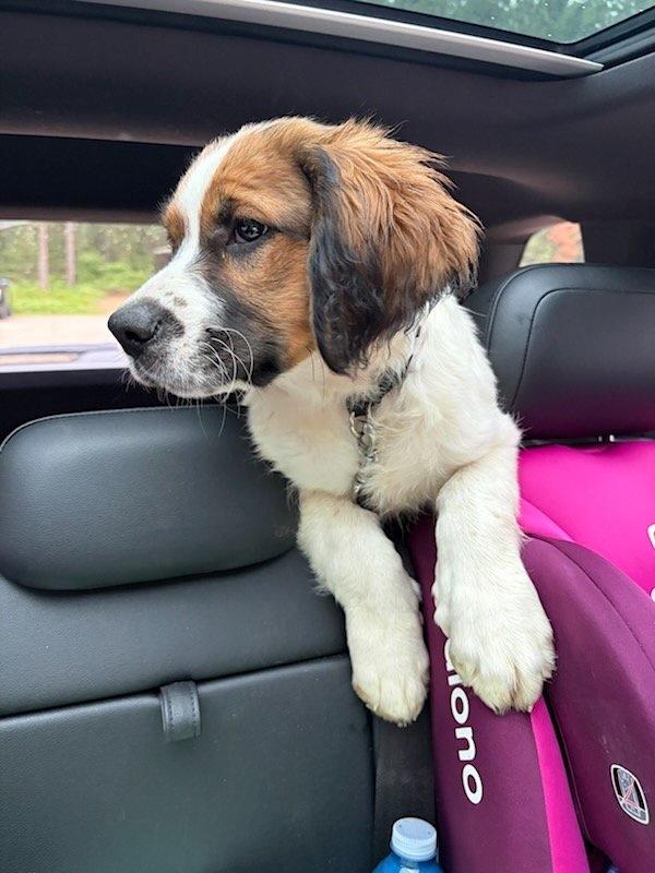 Tucker, adopted, Young Male English Springer Spaniel & Border Collie.