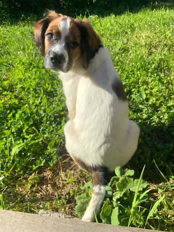 Tucker, an adopted mixed breed in Bancroft, ON image 2/5