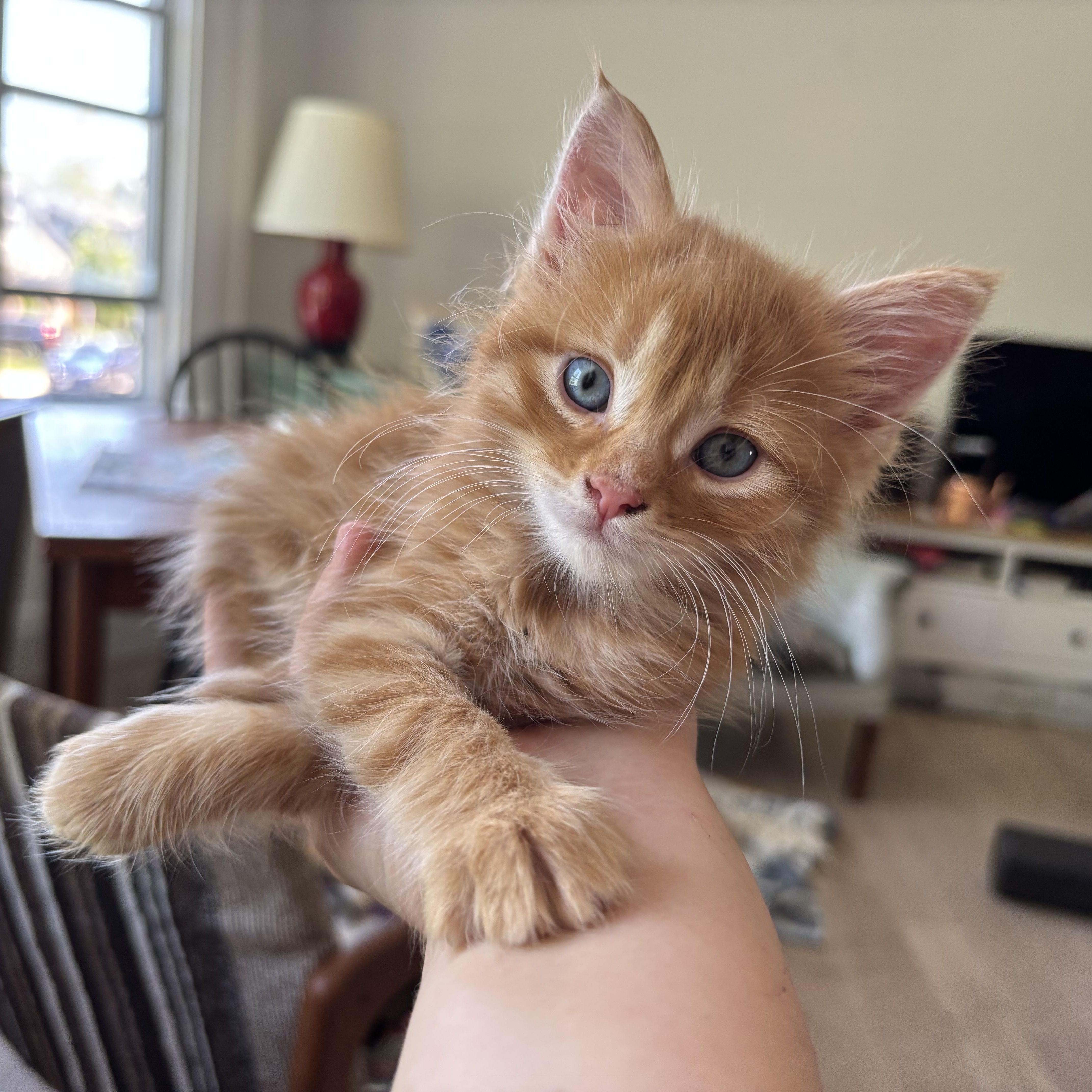 Nureyev, ADOPTABLE, Kitten Male Domestic Short Hair.