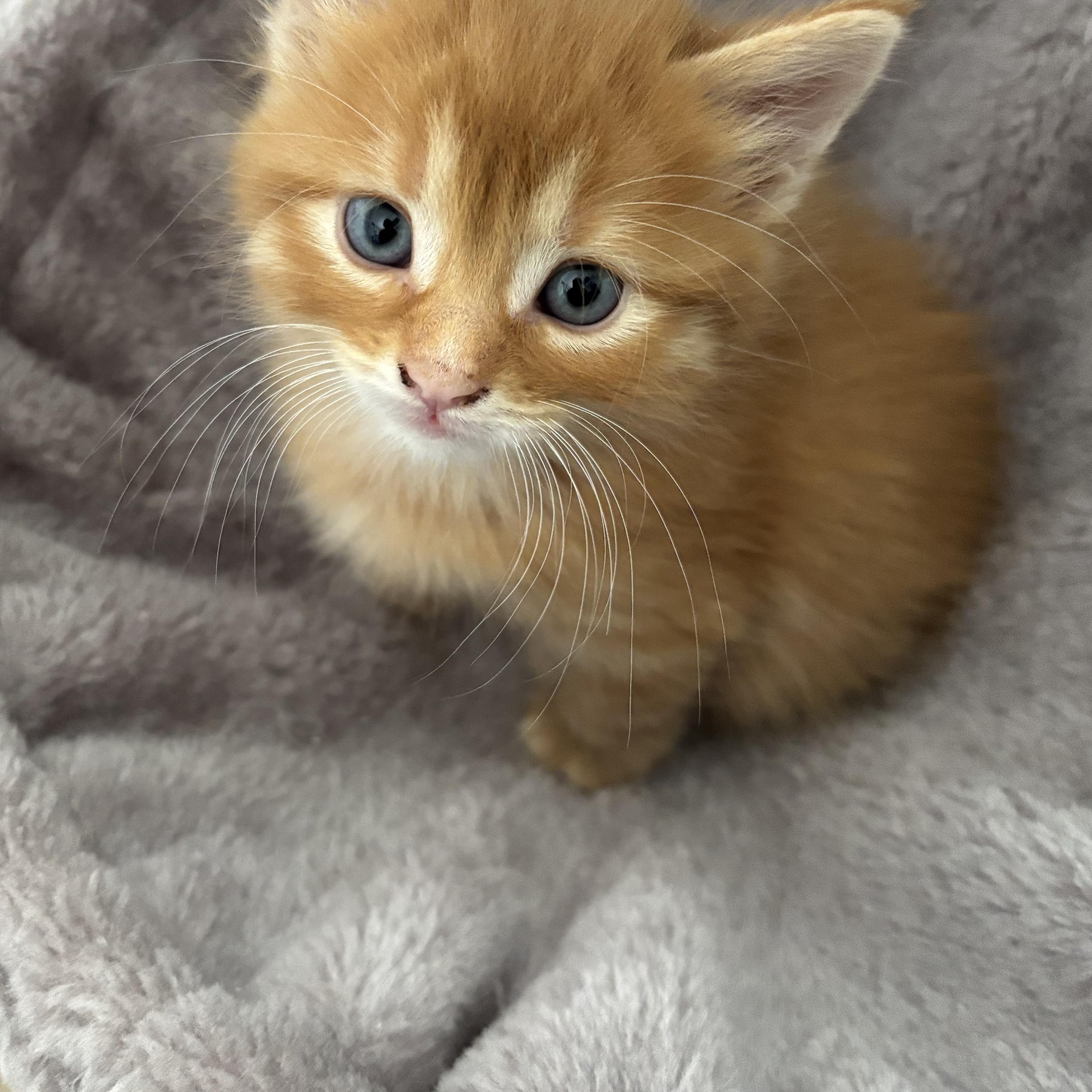 Nureyev, a ADOPTABLE Domestic Short Hair in Mississauga, ON image 4/5