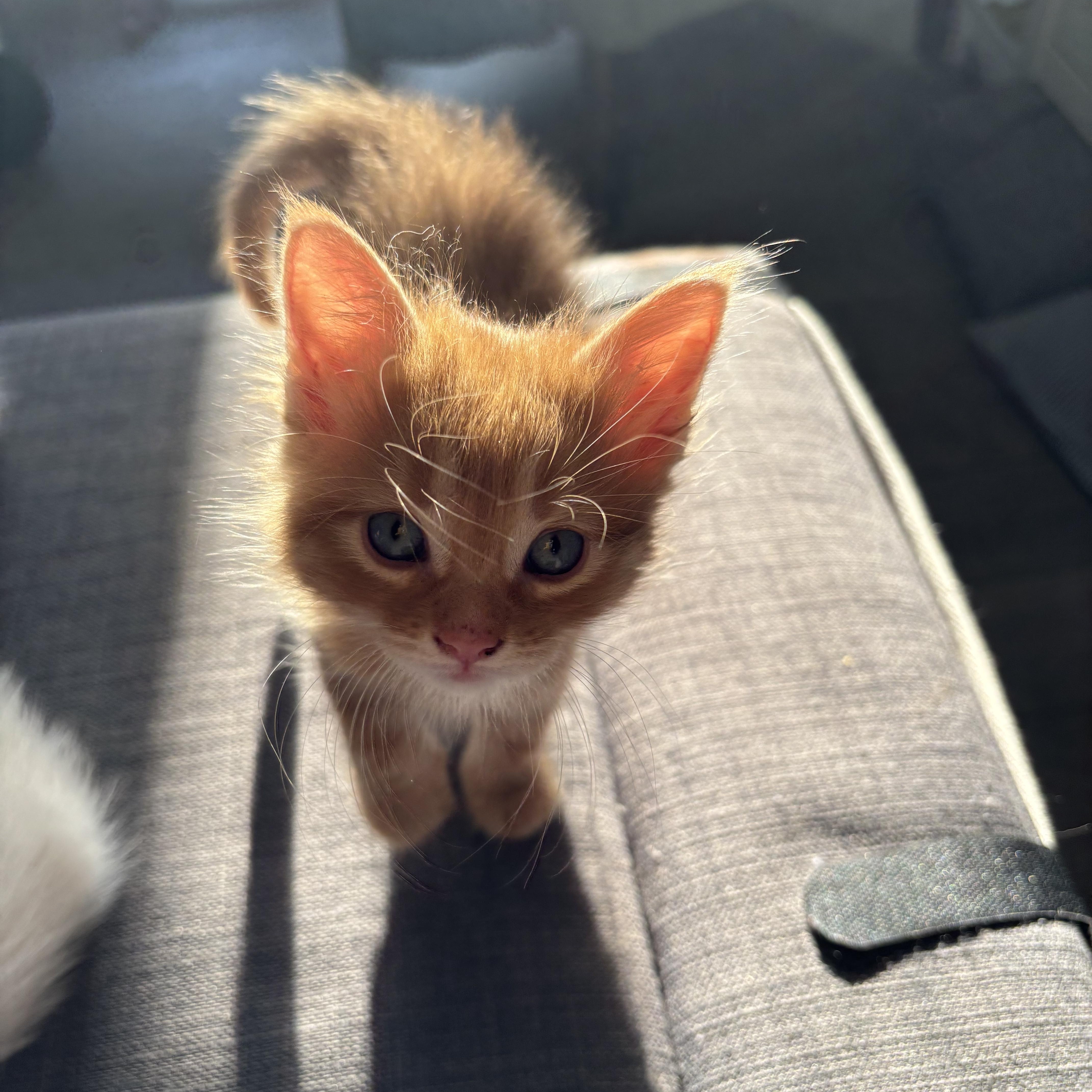 Nureyev, a ADOPTABLE Domestic Short Hair in Mississauga, ON image 2/5