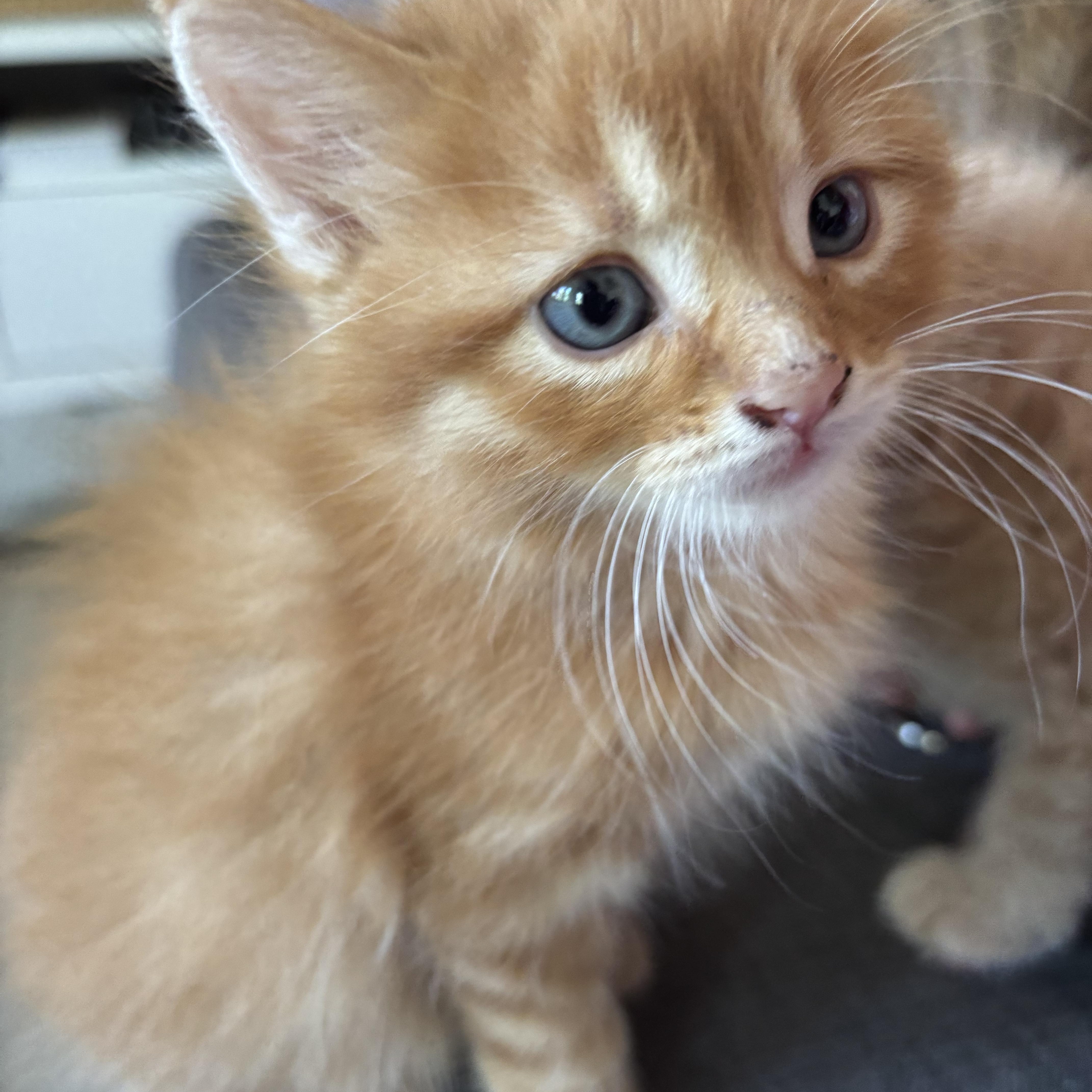 Nureyev, a ADOPTABLE Domestic Short Hair in Mississauga, ON image 3/5