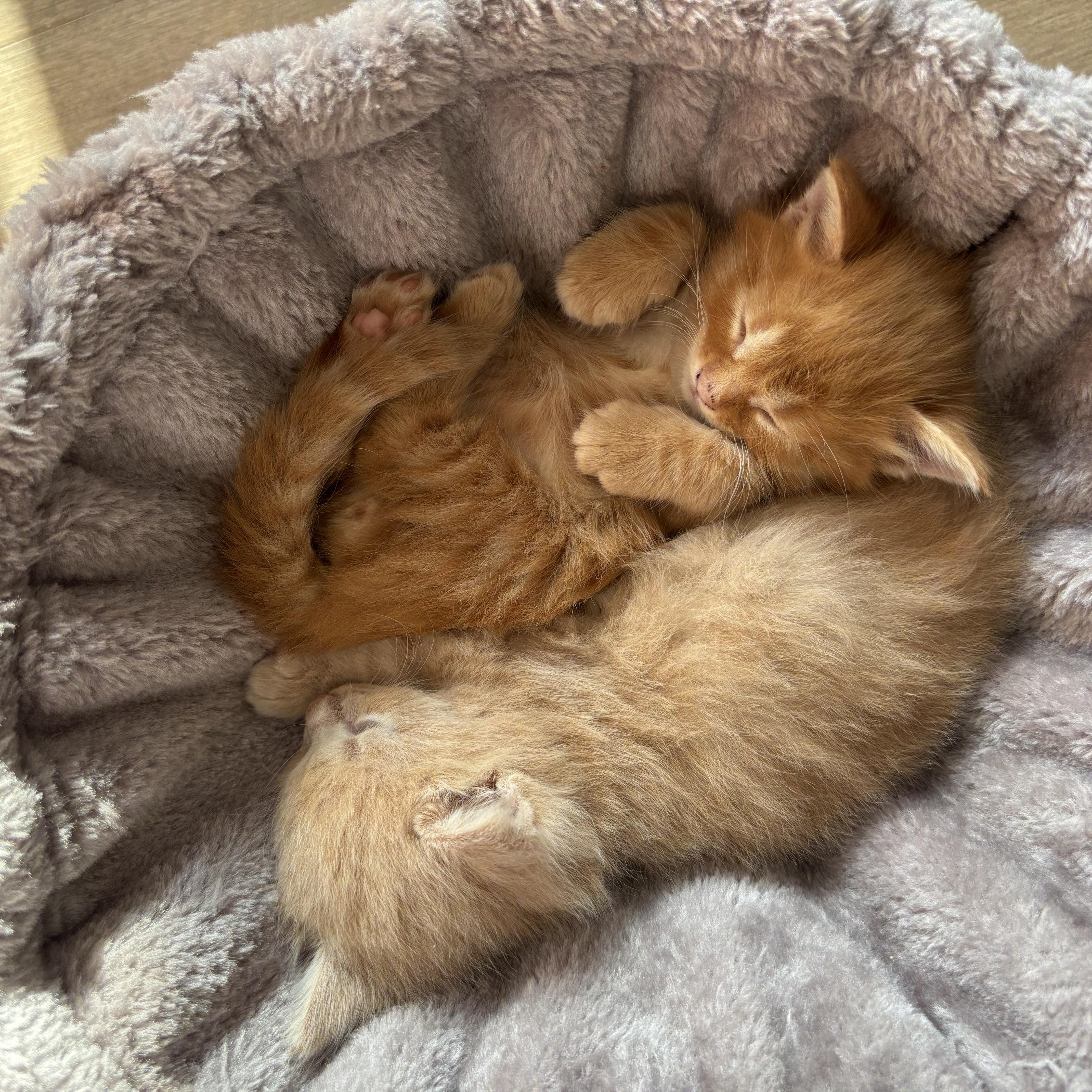 Nureyev, a ADOPTABLE Domestic Short Hair in Mississauga, ON image 5/5