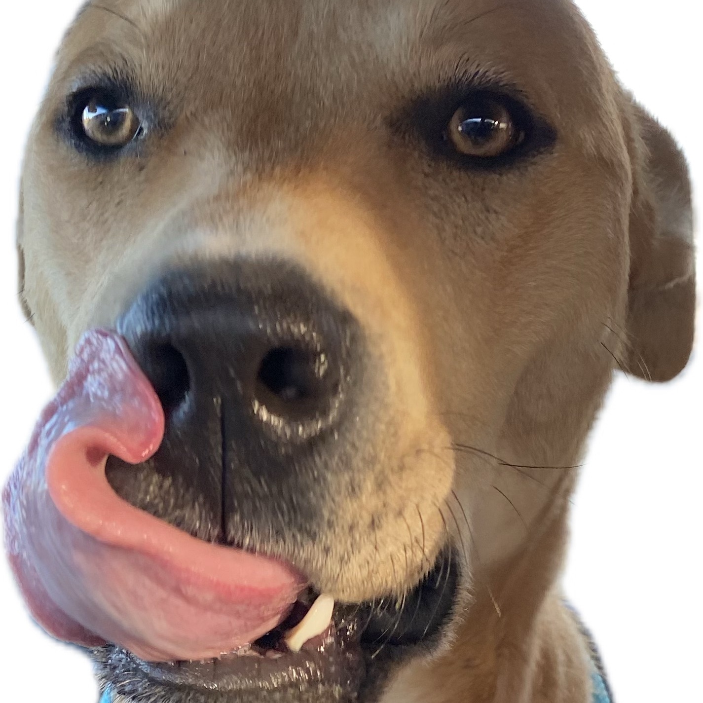 Duke