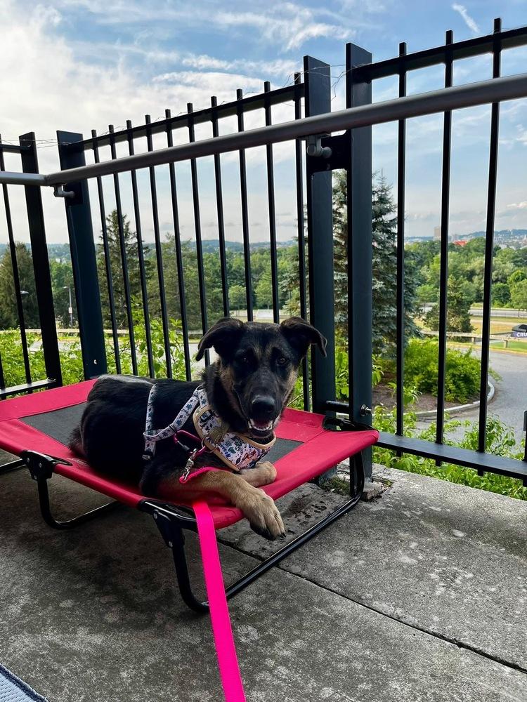 Enlarge Heidy, a Adoptable mixed breed in Saugus, MA image 1/6