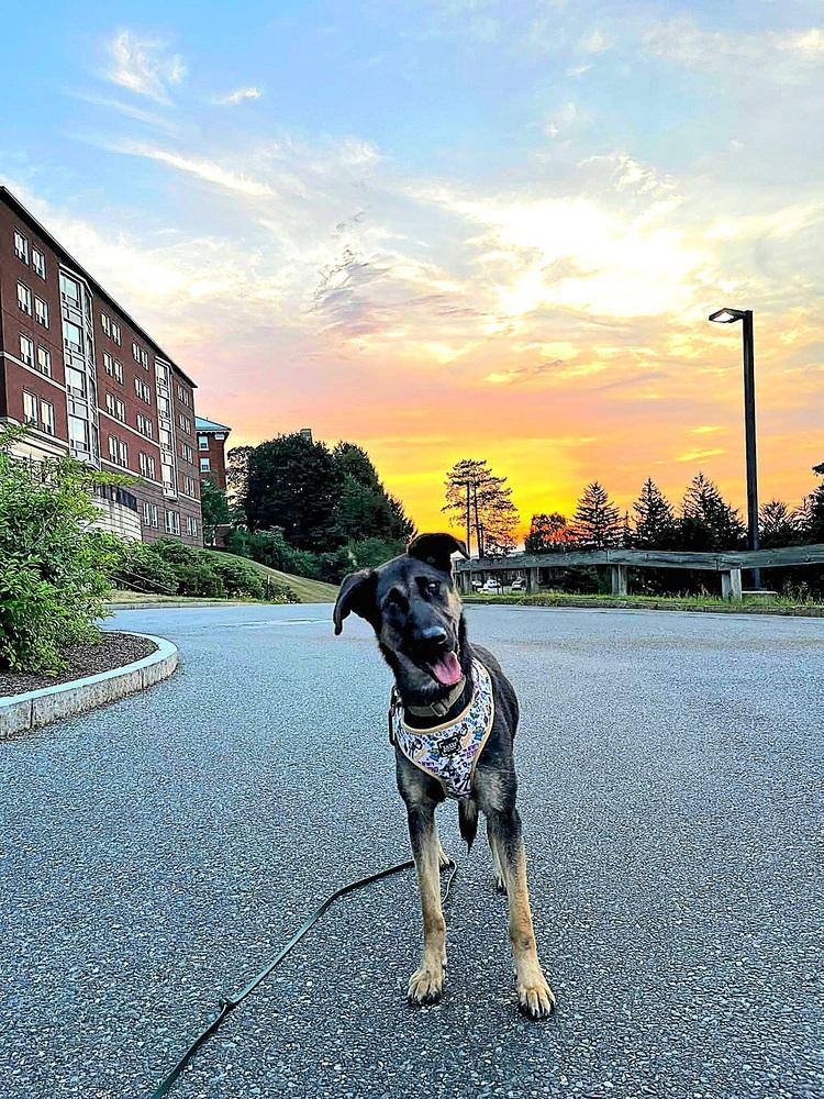 Enlarge Heidy, a Adoptable mixed breed in Saugus, MA image 2/6