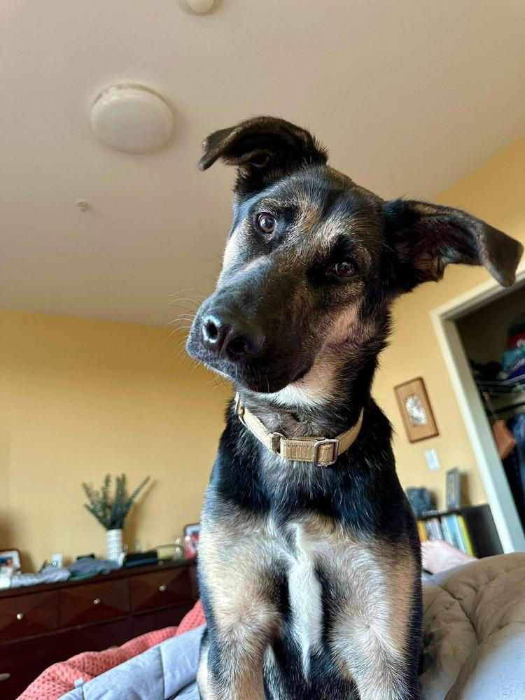 Enlarge Heidy, a Adoptable mixed breed in Saugus, MA image 3/6