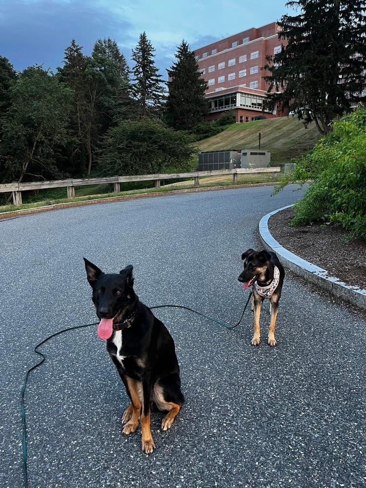 Enlarge Heidy, a Adoptable mixed breed in Saugus, MA image 4/6