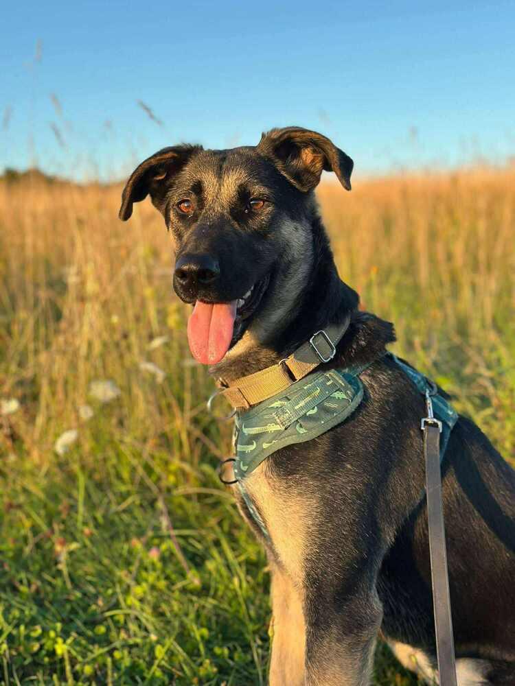 Enlarge Heidy, a Adoptable mixed breed in Saugus, MA image 5/6