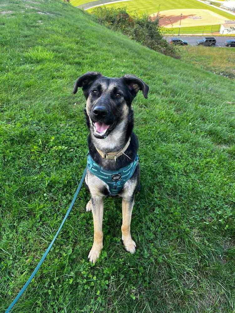 Enlarge Heidy, a Adoptable mixed breed in Saugus, MA image 6/6