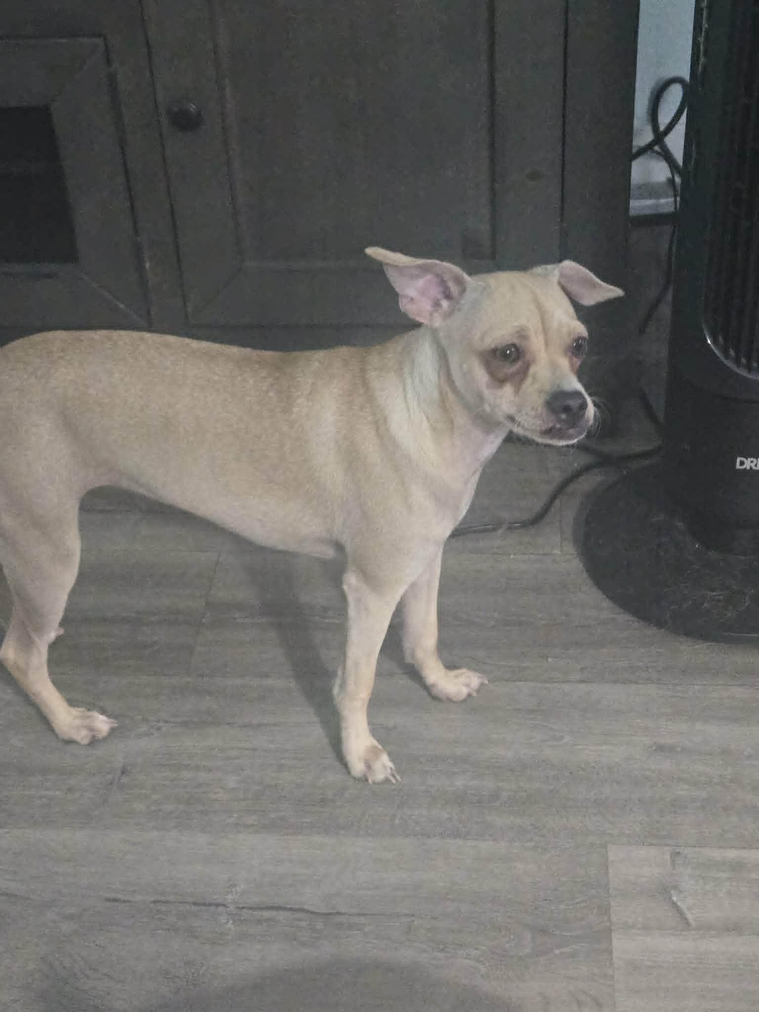 Nessie, a ADOPTABLE mixed breed in Poway, CA image 2/6