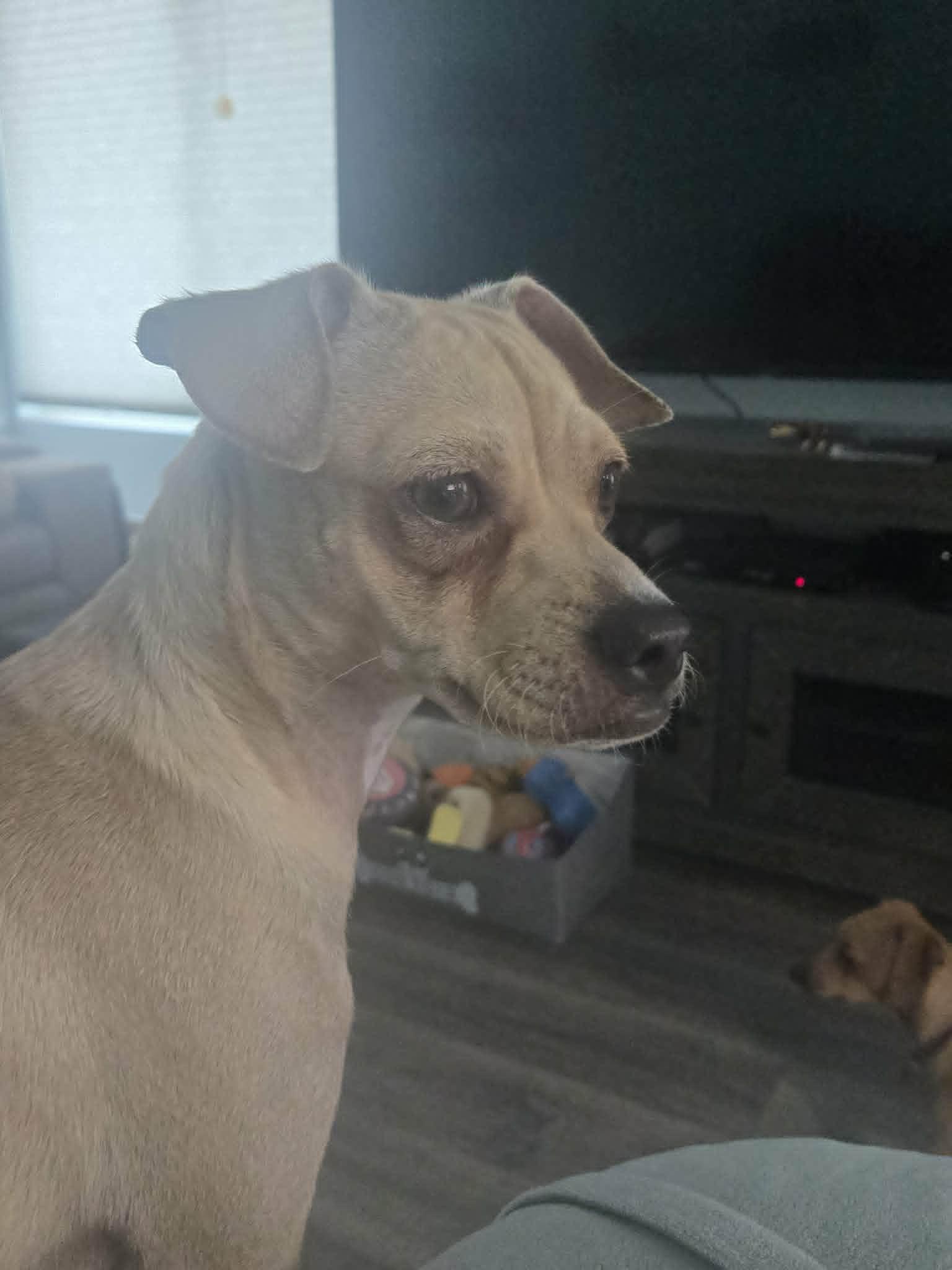 Nessie, a ADOPTABLE mixed breed in Poway, CA image 3/6