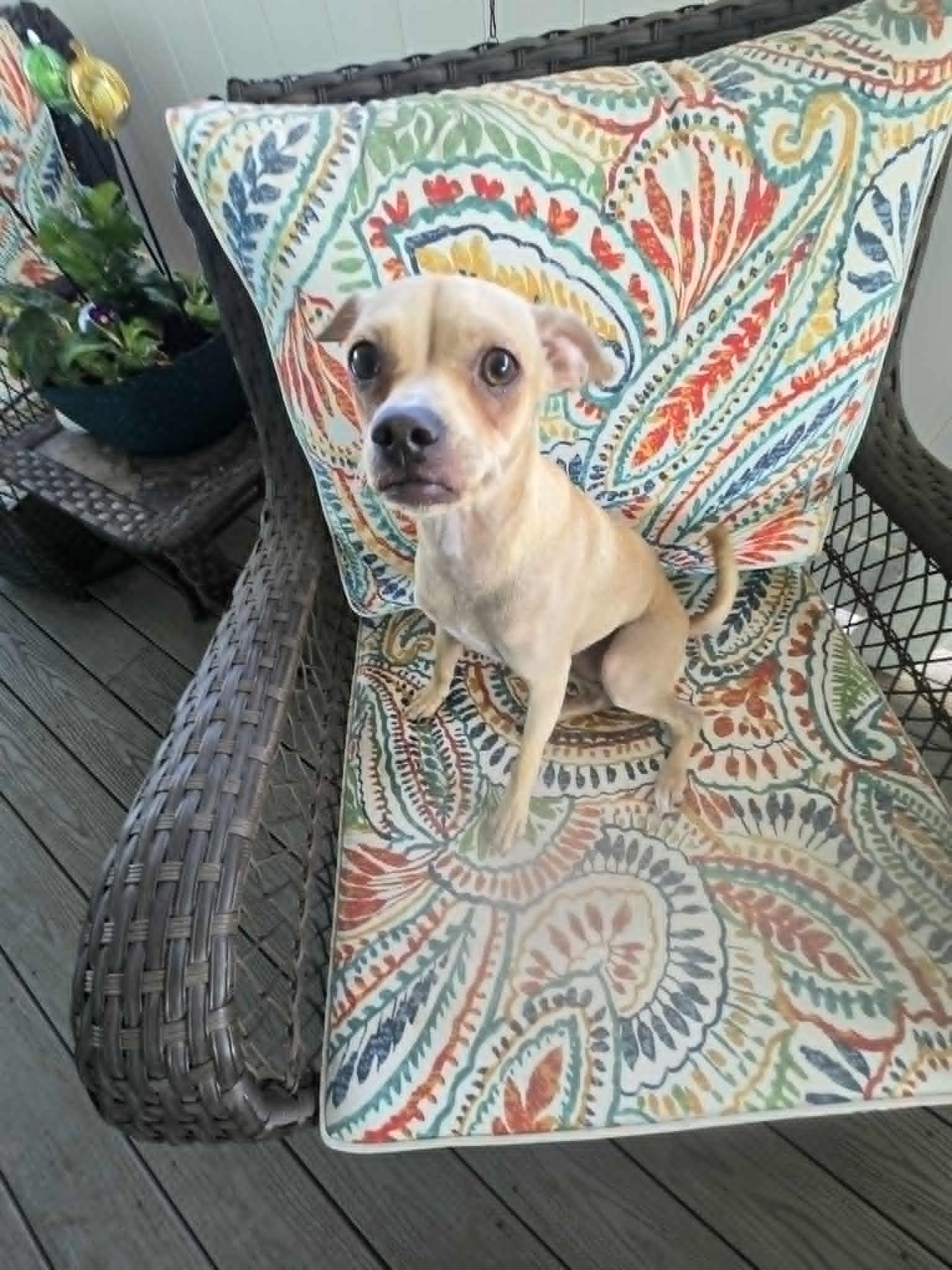 Nessie, a ADOPTABLE mixed breed in Poway, CA image 5/6