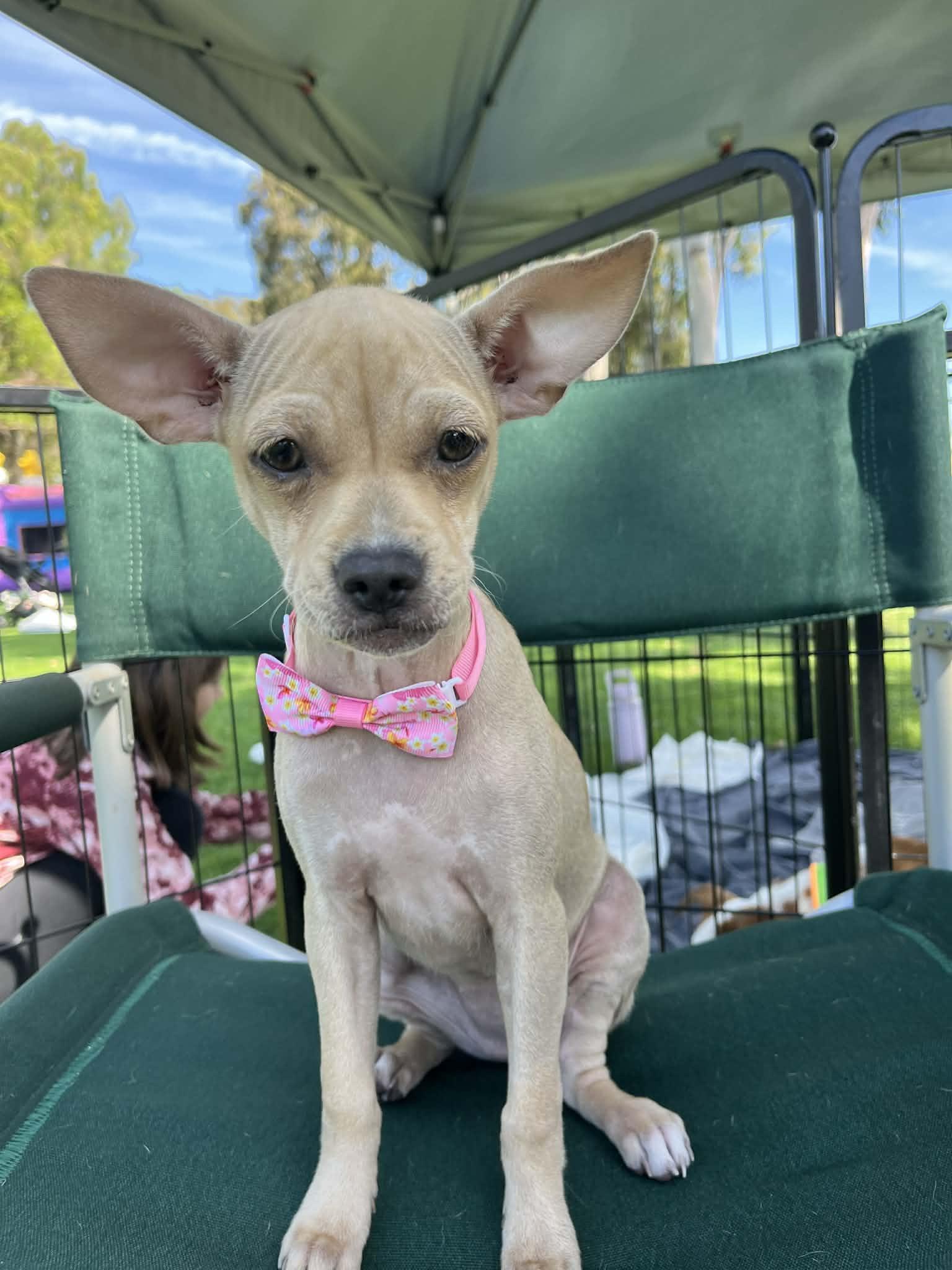 Nessie, ADOPTABLE, Puppy Female Italian Greyhound & Chihuahua.