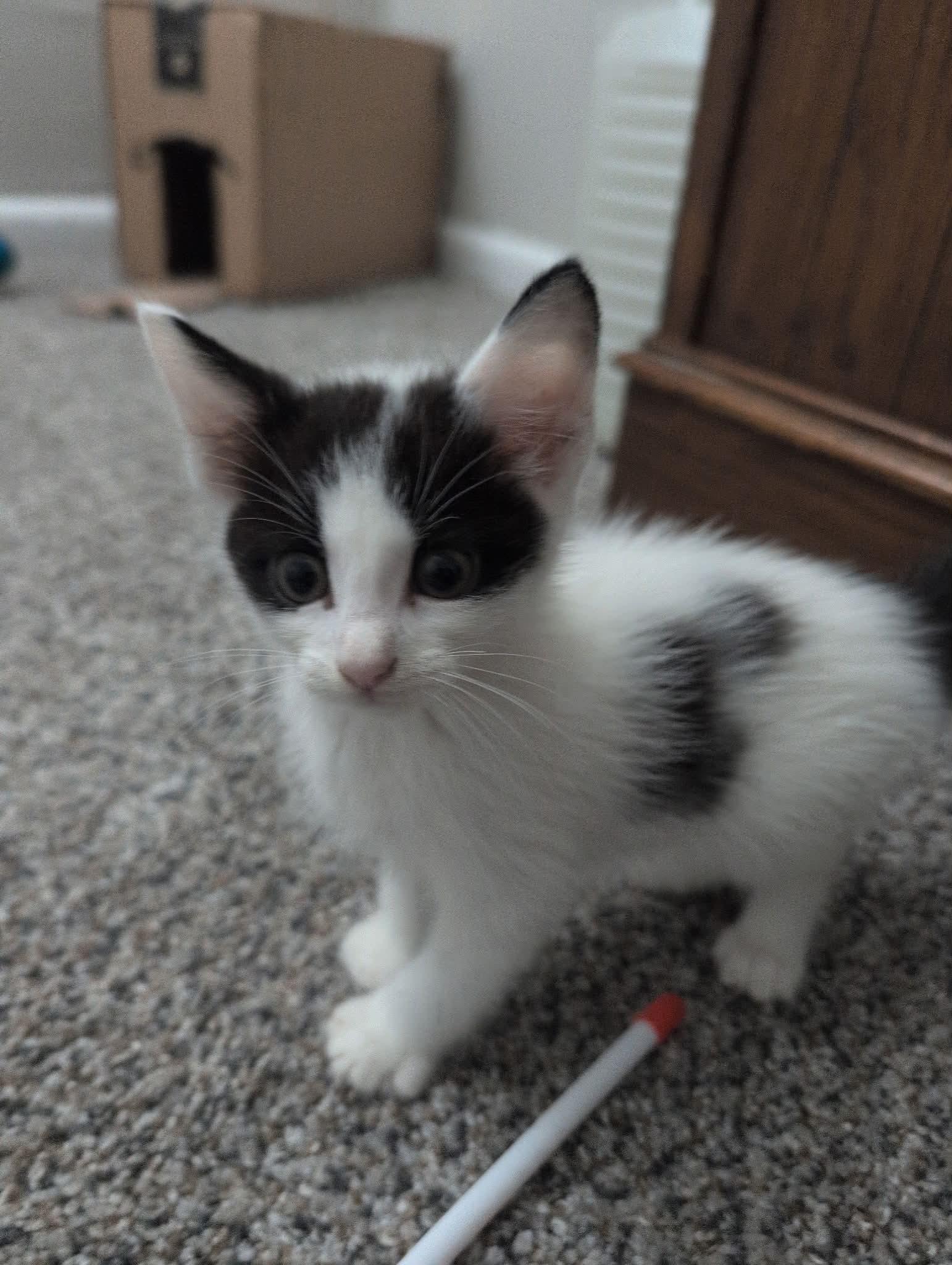 Enlarge Blane, a Adoptable Domestic Medium Hair in Wilmington, NC image 2/2