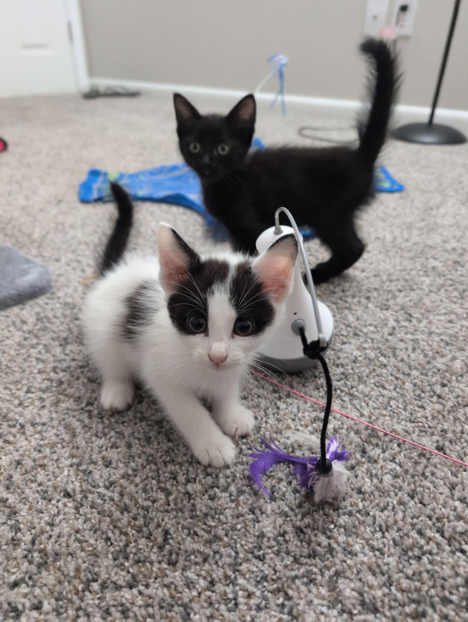 Blane, Adoptable, Kitten Male Domestic Medium Hair.