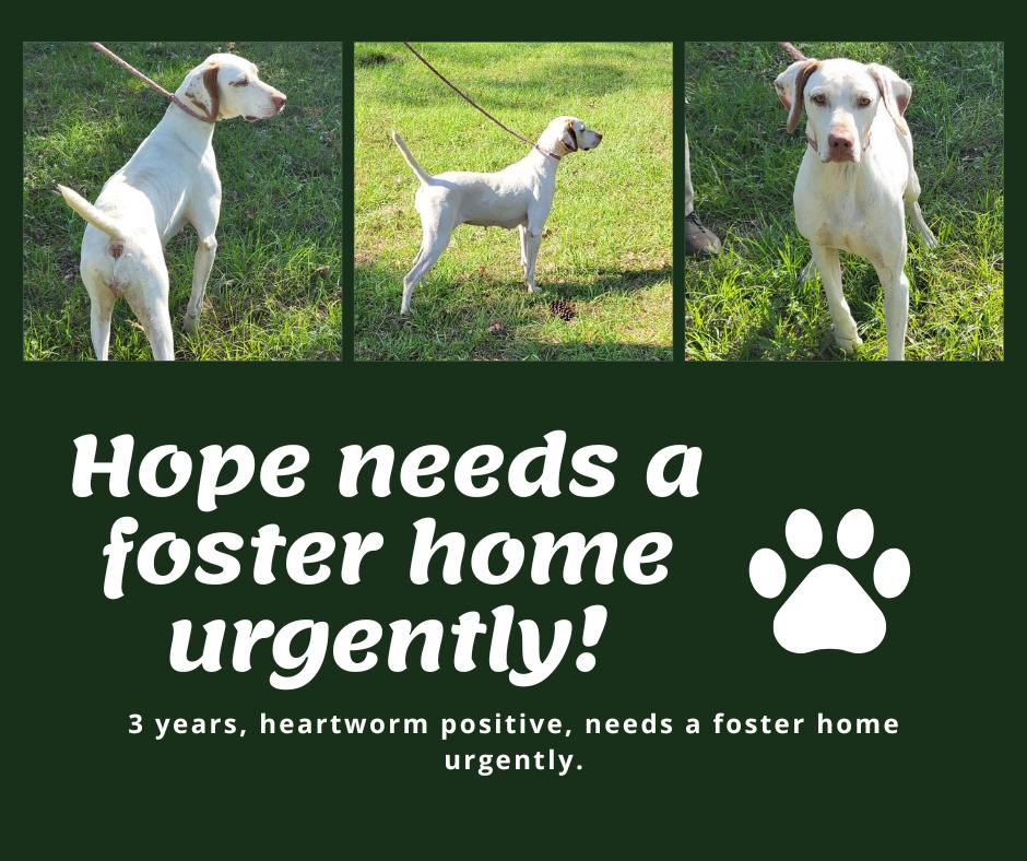 Needs Foster Hope (GA), ADOPTABLE, Adult Female English Pointer.