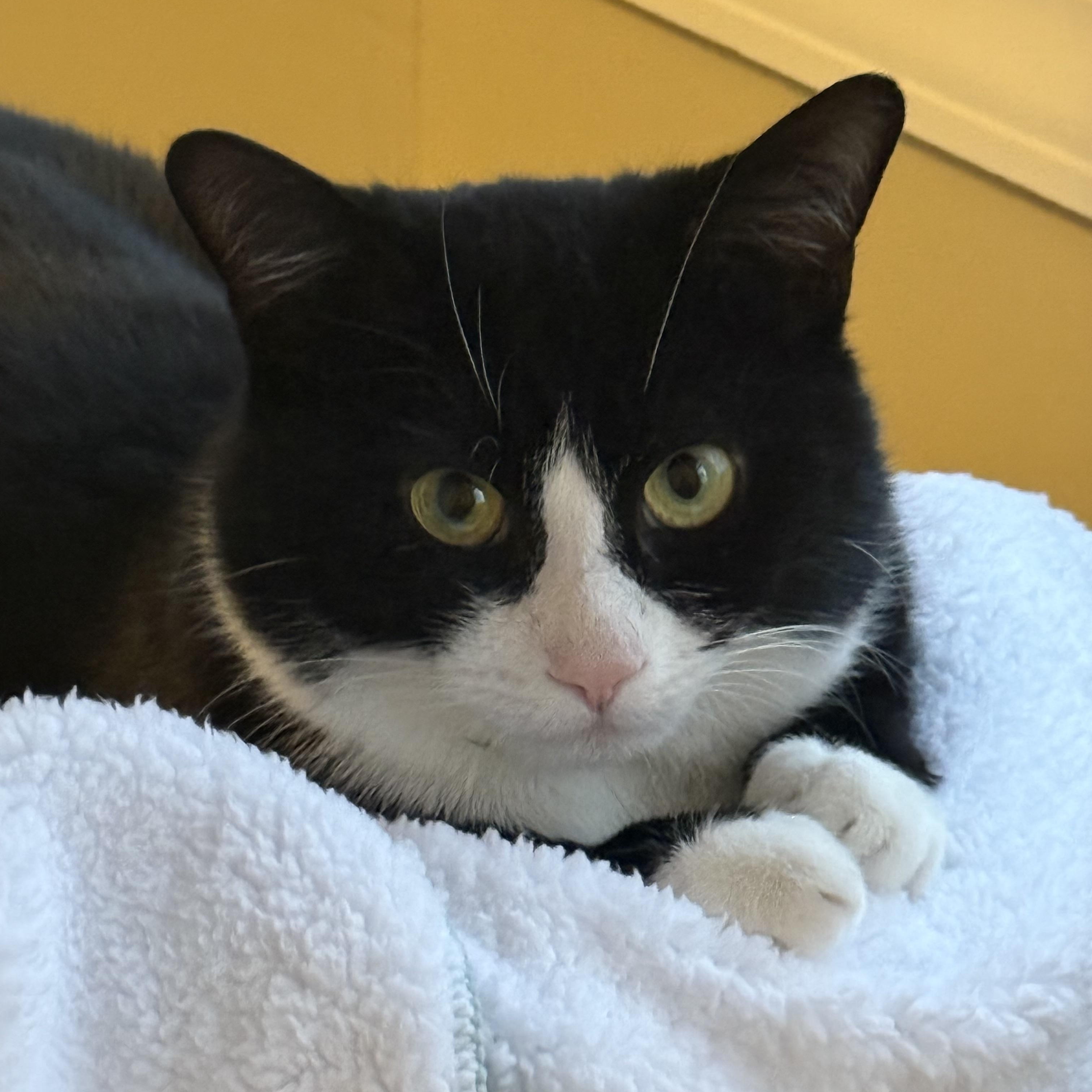 Freddy Mercury, Adopted, Adult Male Domestic Short Hair.