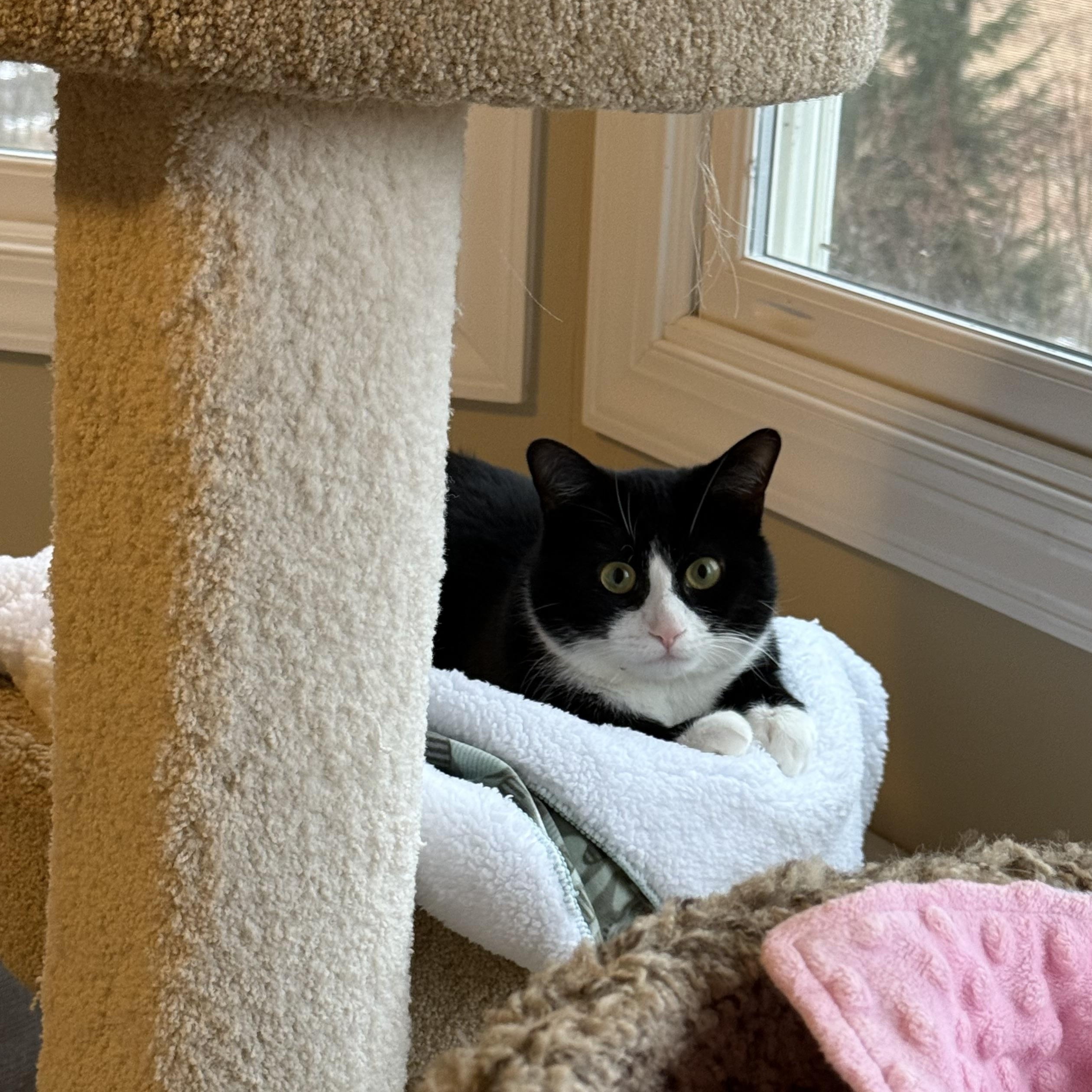 Enlarge Freddy Mercury, a Adopted Domestic Short Hair in Flanders, NJ image 2/3