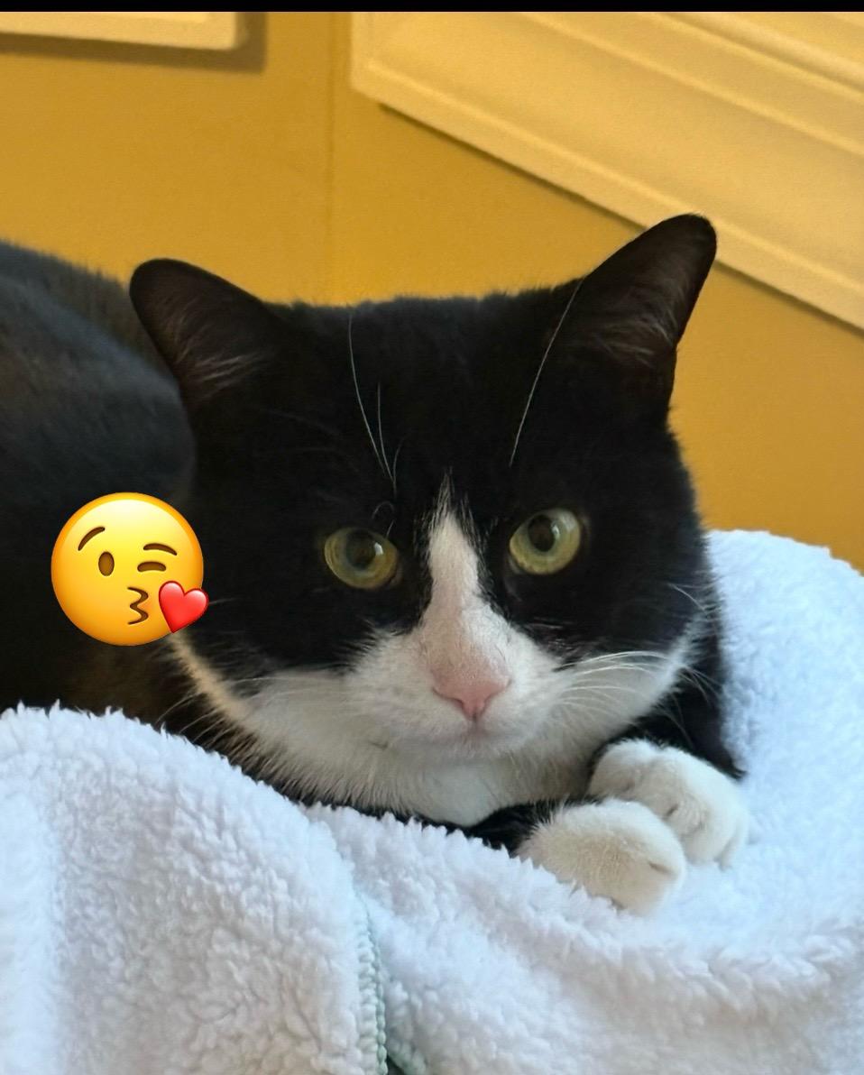 Enlarge Freddy Mercury, a Adopted Domestic Short Hair in Flanders, NJ image 3/3