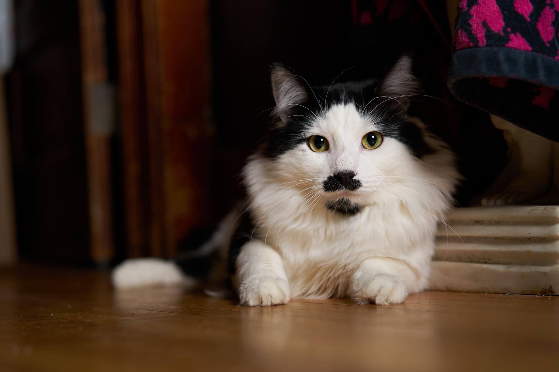 Enlarge Jet Screamer, an adopted Domestic Long Hair in Milwaukee, WI image 1/5