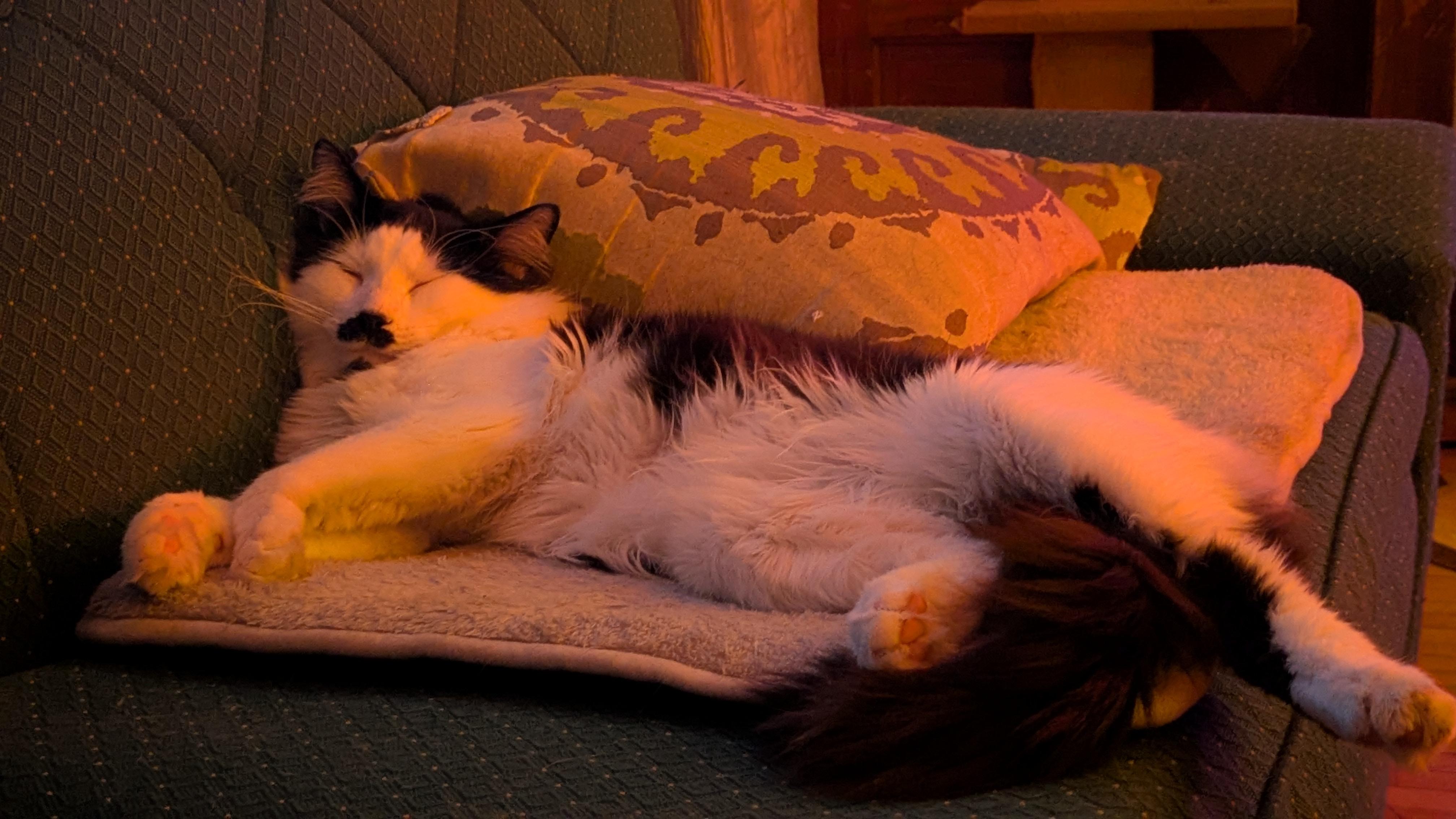 Enlarge Jet Screamer, an adopted Domestic Long Hair in Milwaukee, WI image 4/5