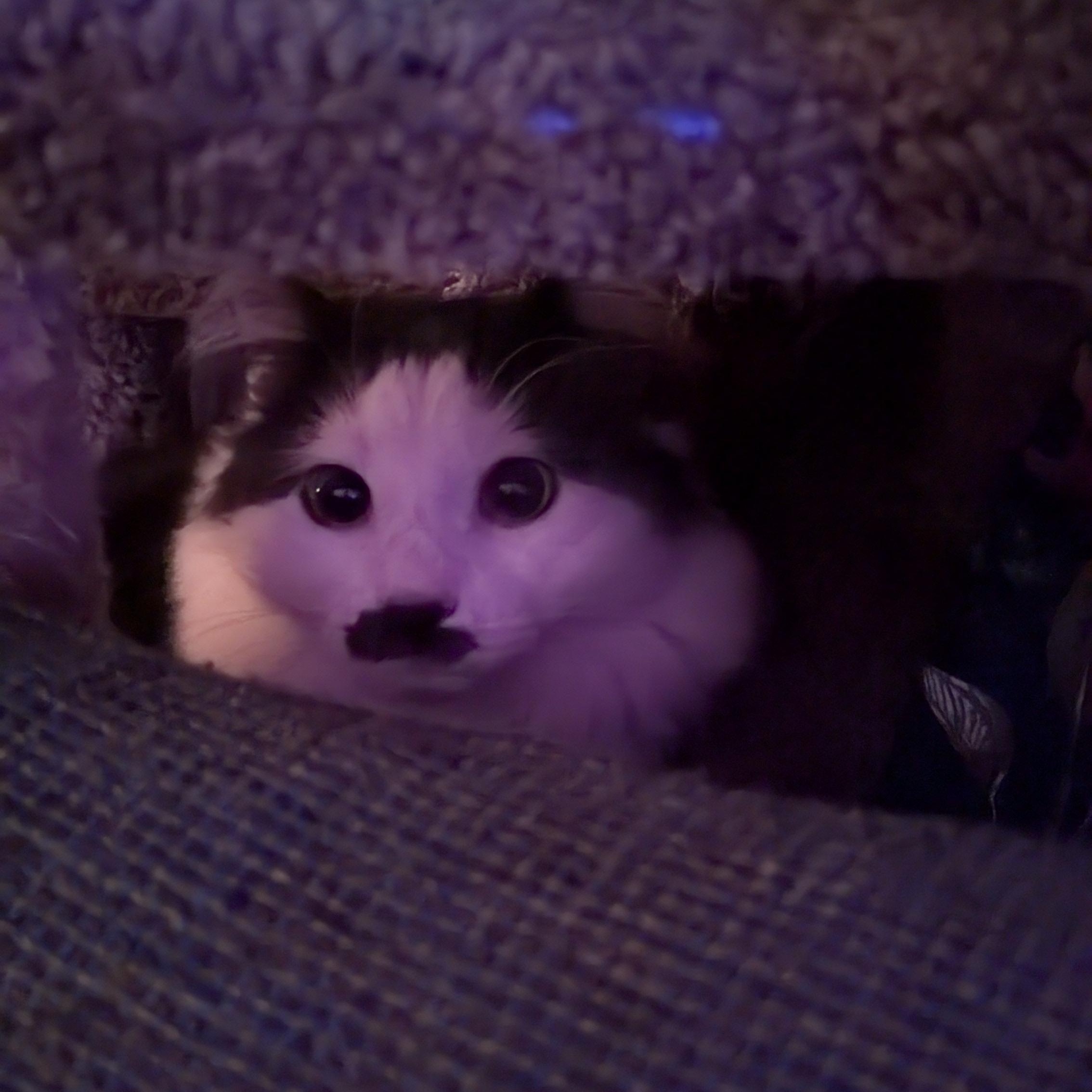 Enlarge Jet Screamer, an adopted Domestic Long Hair in Milwaukee, WI image 5/5