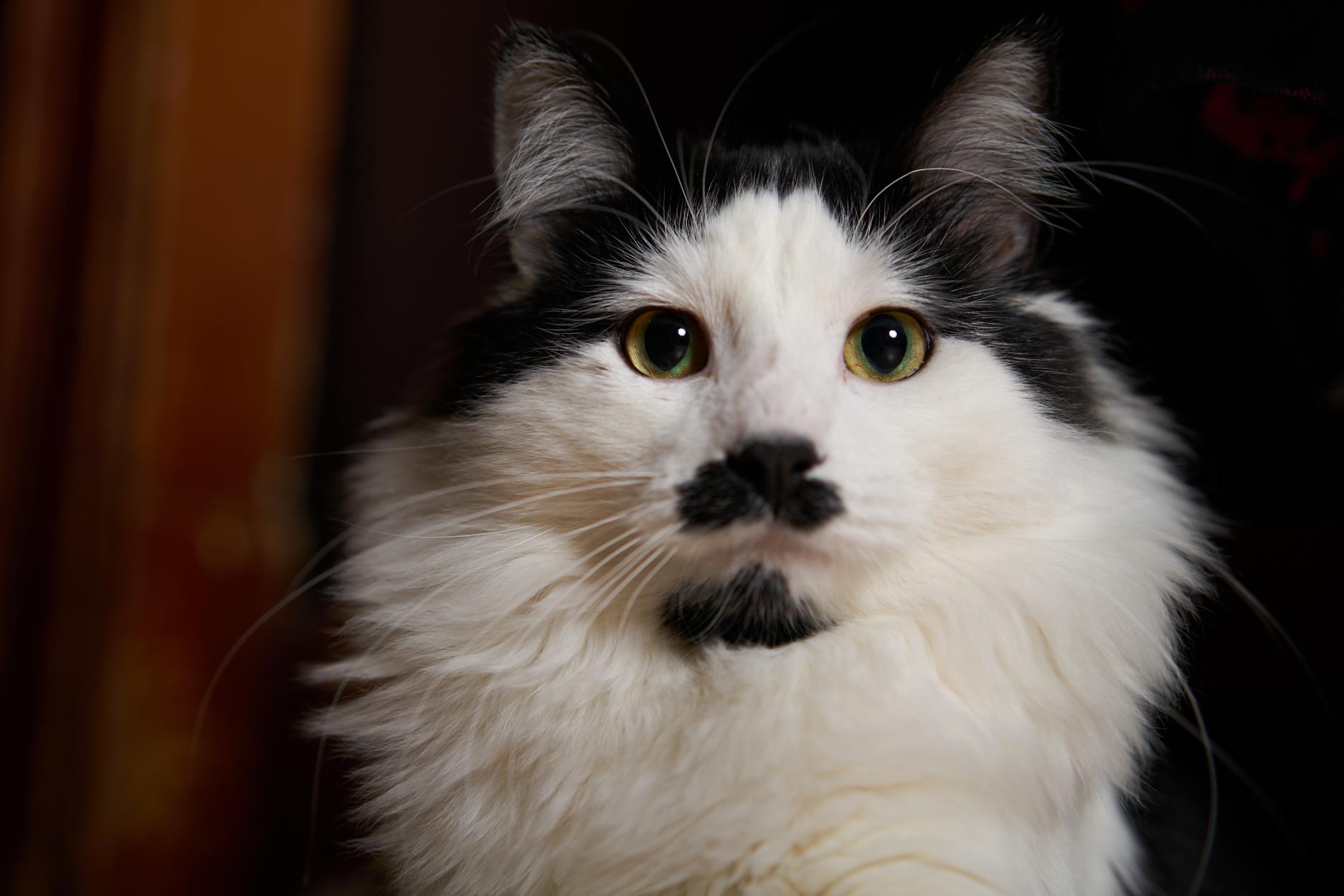 Enlarge Jet Screamer, an adopted Domestic Long Hair in Milwaukee, WI image 3/5