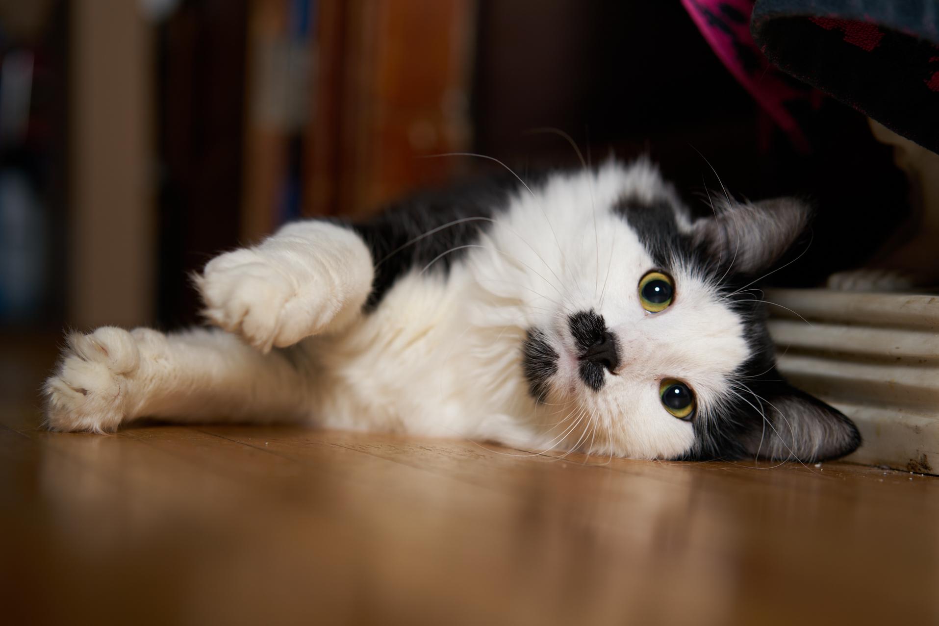 Enlarge Jet Screamer, an adopted Domestic Long Hair in Milwaukee, WI image 2/5