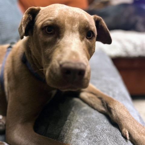 Amidala, Adoptable, Adult Female Black Labrador Retriever & Pit Bull Terrier.