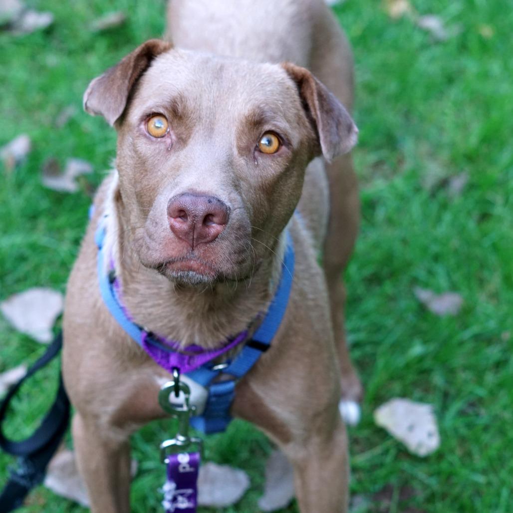 Enlarge Amidala, a Adoptable mixed breed in Crystal, MN image 2/6