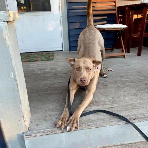 Enlarge Amidala, a Adoptable mixed breed in Crystal, MN image 3/6