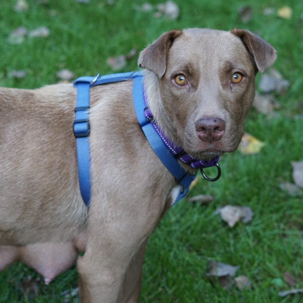 Enlarge Amidala, a Adoptable mixed breed in Crystal, MN image 5/6