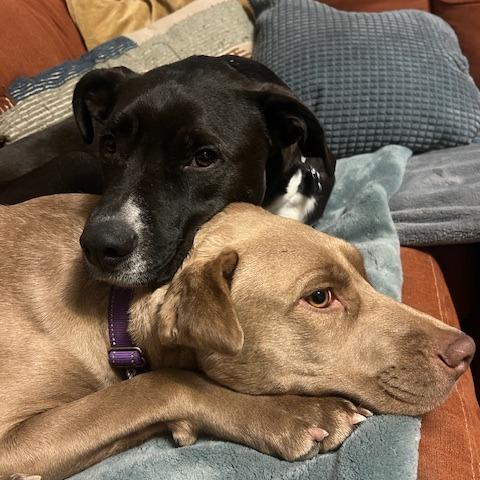 Enlarge Amidala, a Adoptable mixed breed in Crystal, MN image 6/6