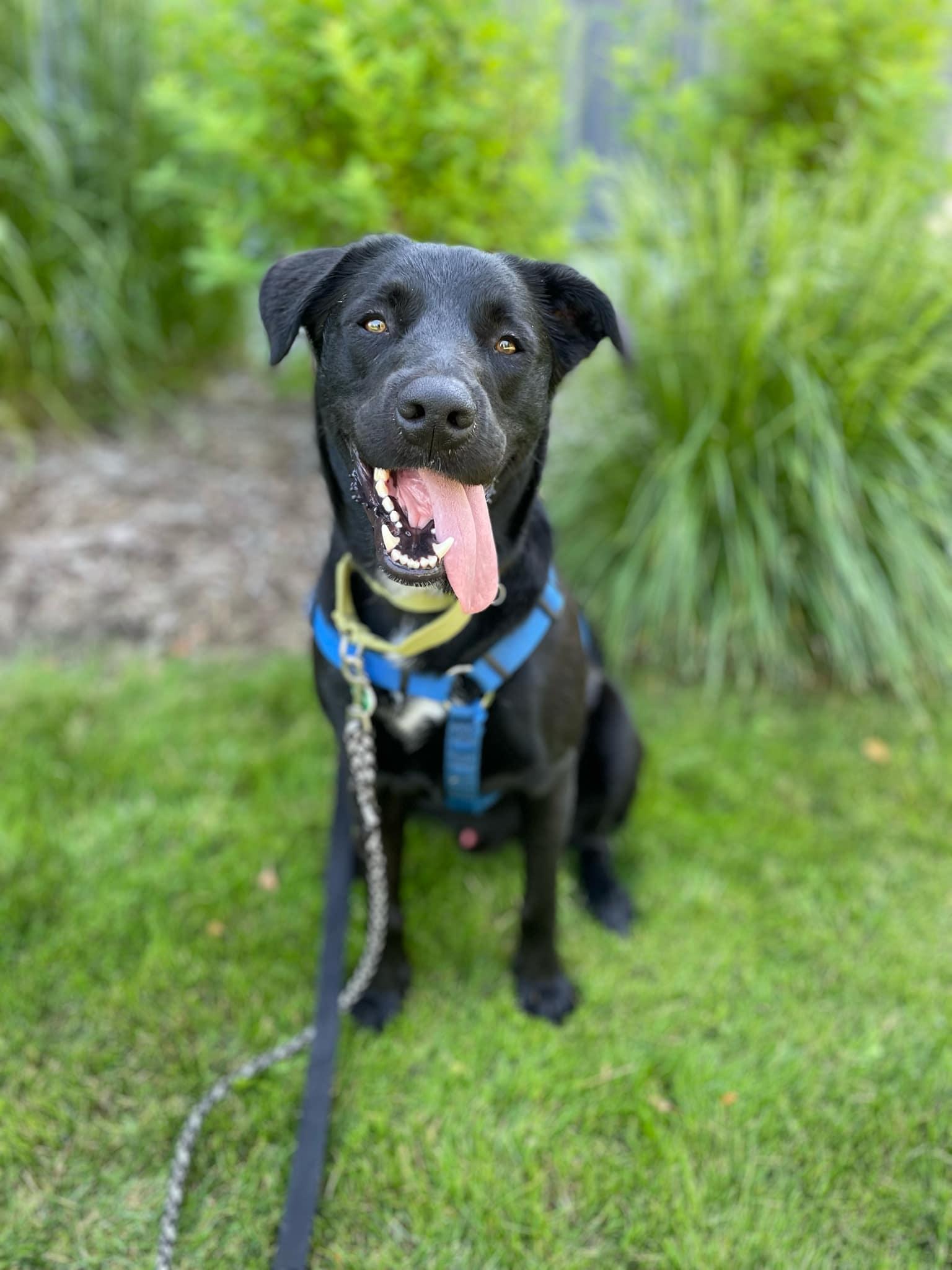 Enlarge Beau, a Adoptable mixed breed in Whistler, BC image 1/6