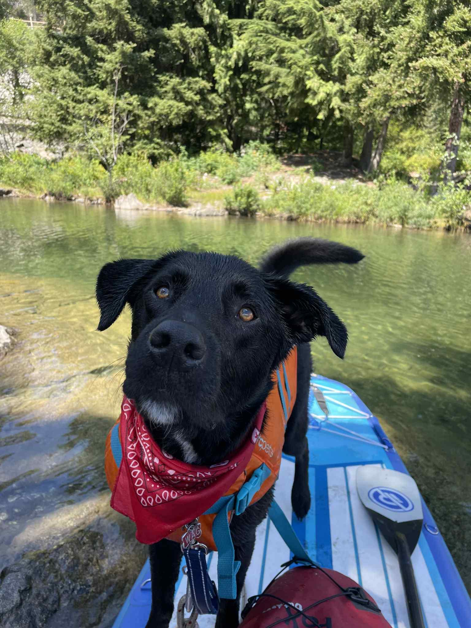 Enlarge Beau, a Adoptable mixed breed in Whistler, BC image 2/6