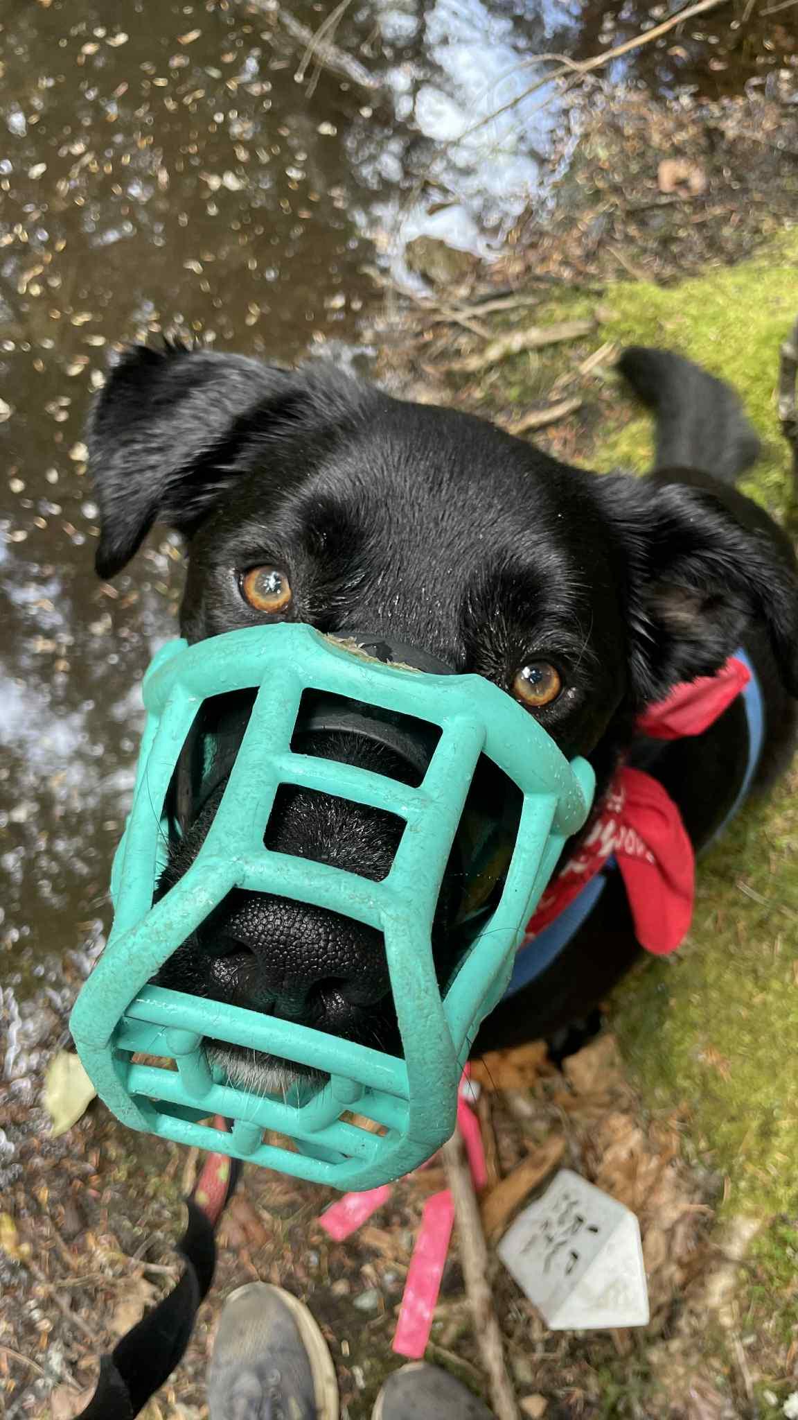 Enlarge Beau, a Adoptable mixed breed in Whistler, BC image 3/6