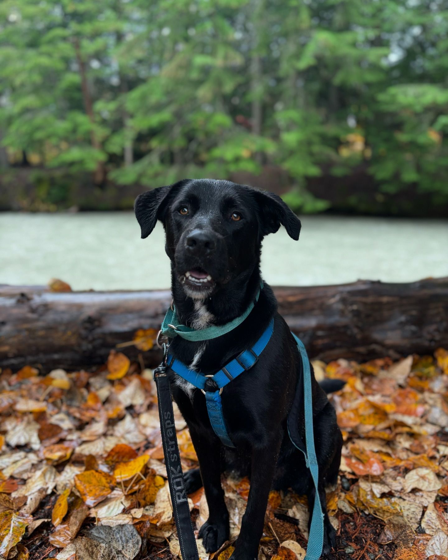 Enlarge Beau, a Adoptable mixed breed in Whistler, BC image 6/6
