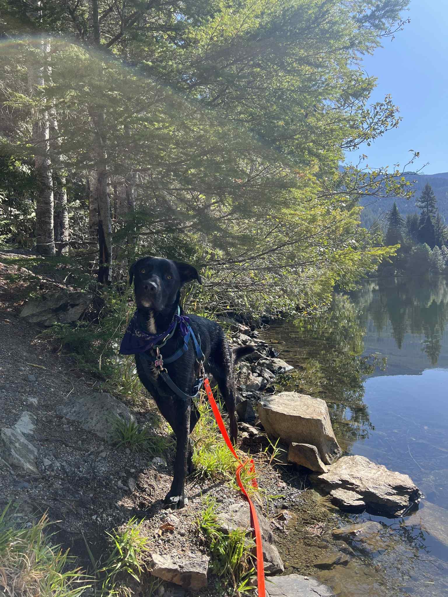 Enlarge Beau, a Adoptable mixed breed in Whistler, BC image 4/6