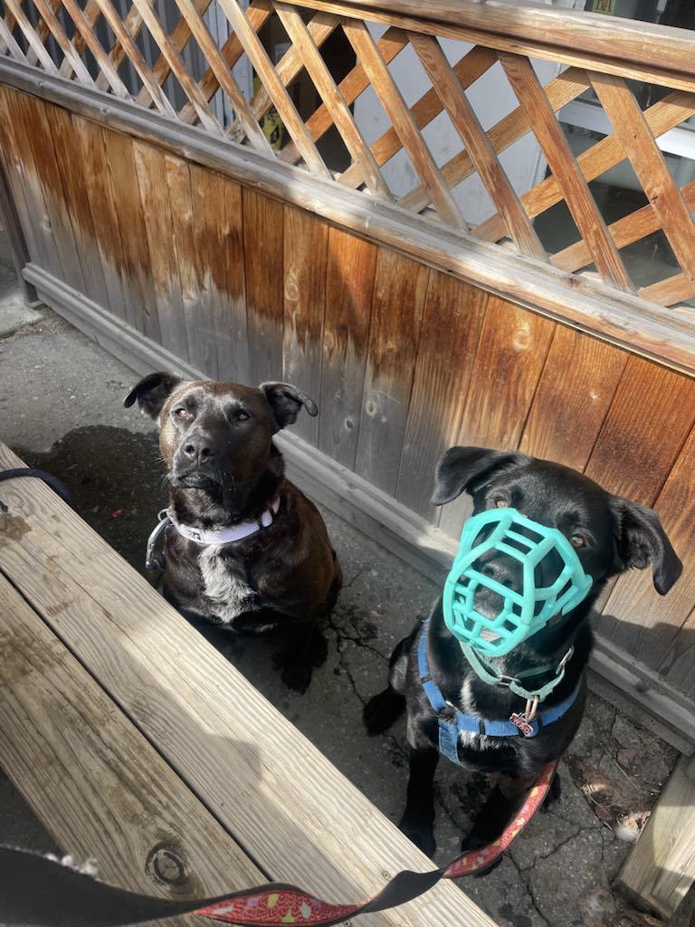 Enlarge Beau, a Adoptable mixed breed in Whistler, BC image 5/6