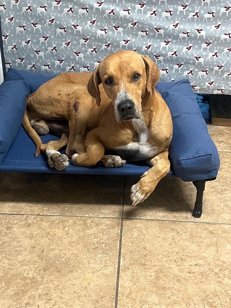 Tarot, Adult Male Hound