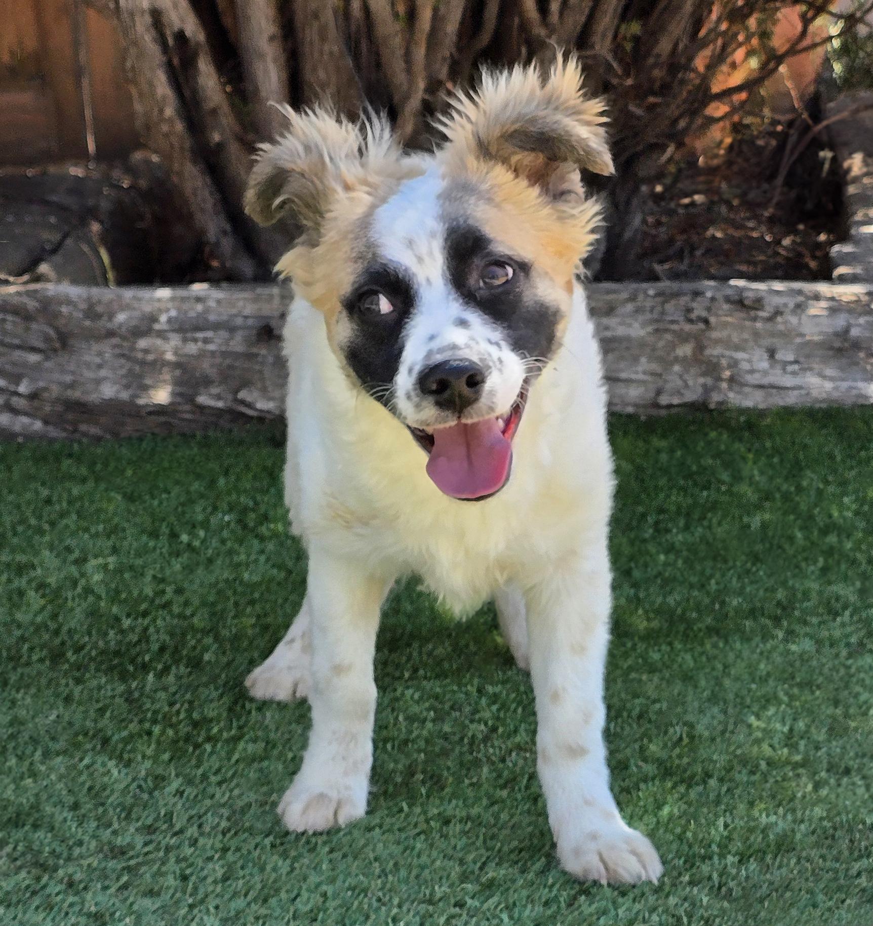 Marvelous Lil Mr Mallow, SMART Pup, Adoptable, Young Male Australian Shepherd.