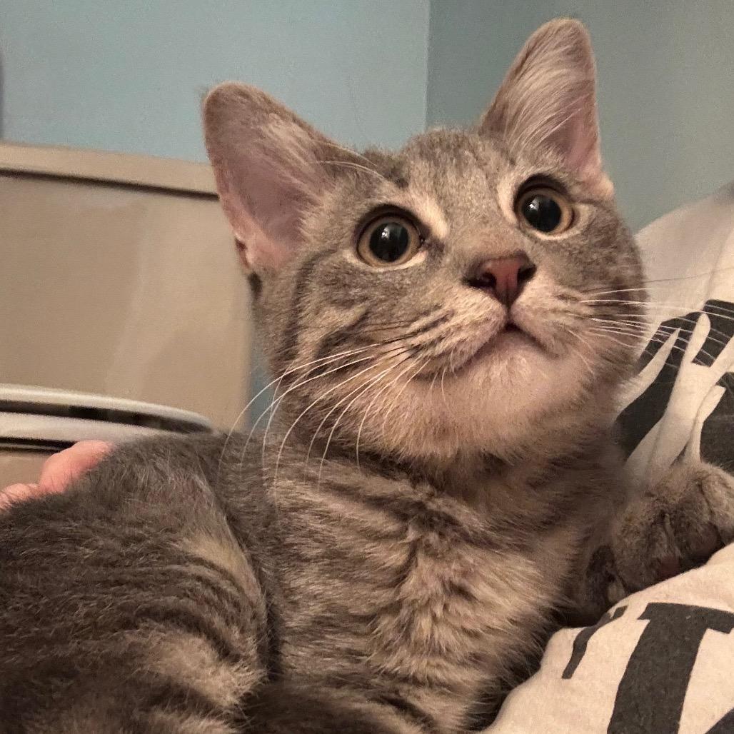 Enlarge Shadow, a Adoptable Domestic Short Hair in Woodbury, NJ image 2/6